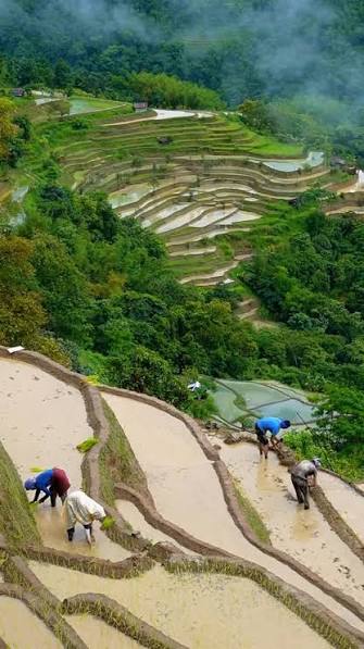 Darjeeling Pelling Gangtok tour